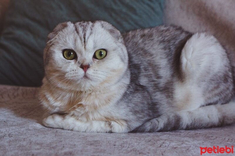 Scottish Fold, Kedi  İncimix fotoğrafı