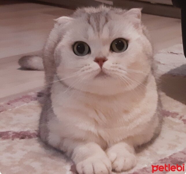 Scottish Fold, Kedi  İncimix fotoğrafı