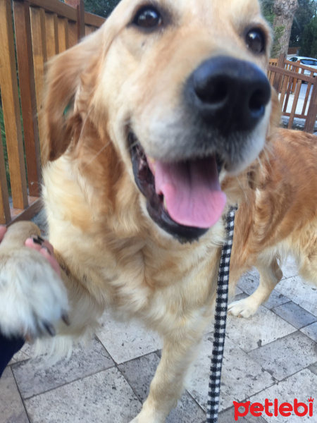 Golden Retriever, Köpek  vegas fotoğrafı