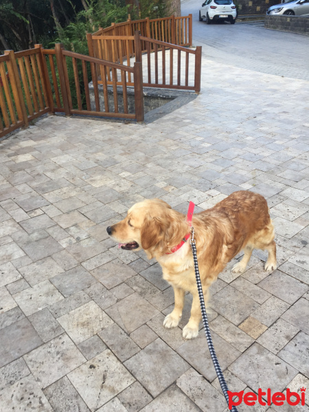 Golden Retriever, Köpek  vegas fotoğrafı