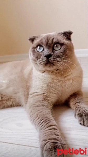 Scottish Fold, Kedi  Mila fotoğrafı