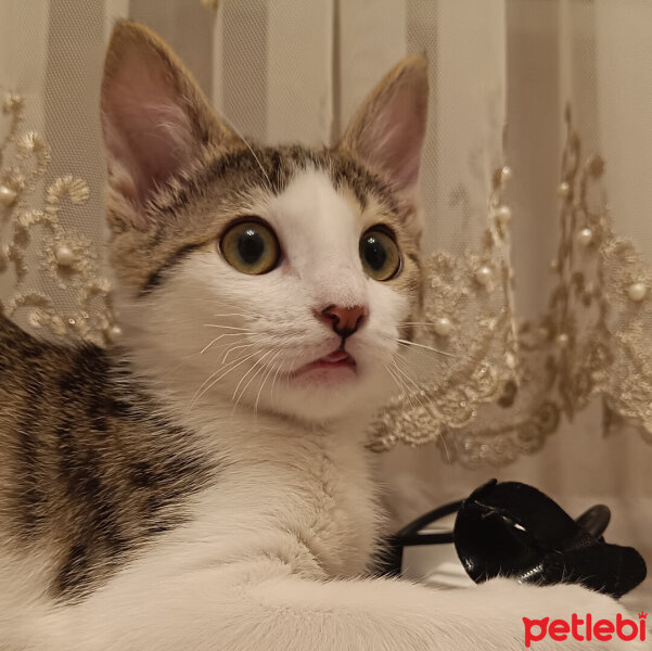 Tekir Kedi, Kedi  Peri fotoğrafı