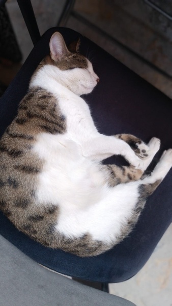 Tekir Kedi, Kedi  Peri fotoğrafı