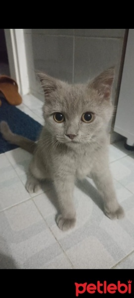 British Shorthair, Kedi  Mauro fotoğrafı