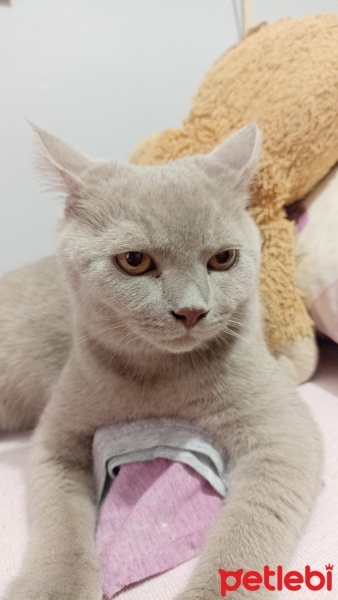 British Shorthair, Kedi  Mauro fotoğrafı