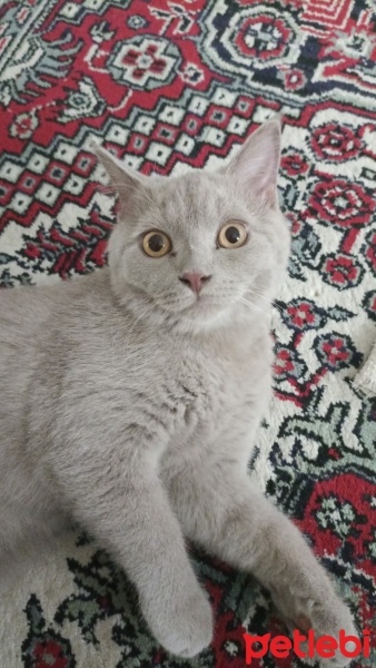 British Shorthair, Kedi  Mauro fotoğrafı