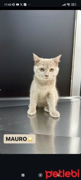 British Shorthair, Kedi  Mauro fotoğrafı