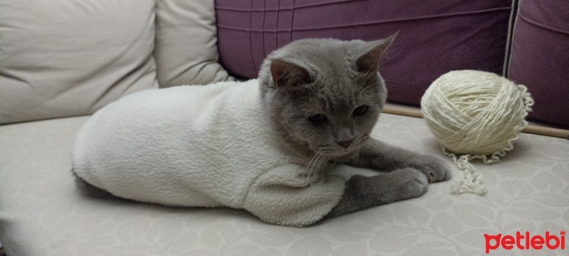 British Shorthair, Kedi  Mauro fotoğrafı