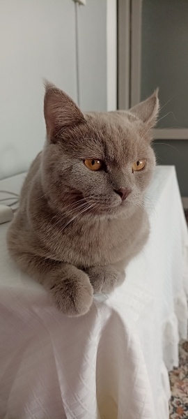 British Shorthair, Kedi  Mauro fotoğrafı