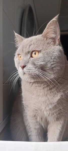 British Shorthair, Kedi  Mauro fotoğrafı
