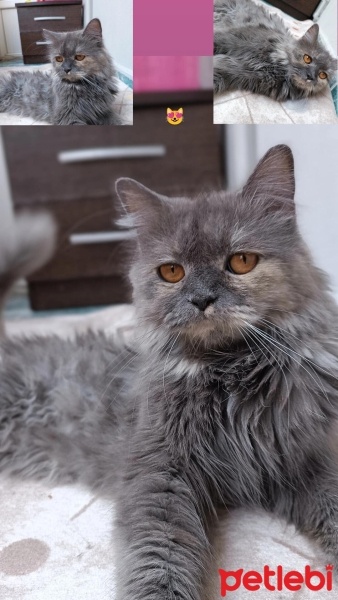 İran Kedisi (Persian), Kedi  Leydi fotoğrafı