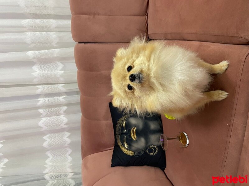 Pomeranyalı, Köpek  Lora fotoğrafı