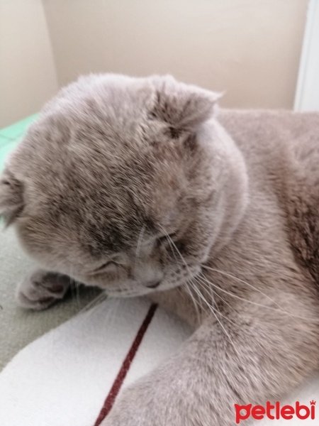 Scottish Fold, Kedi  Paşa fotoğrafı