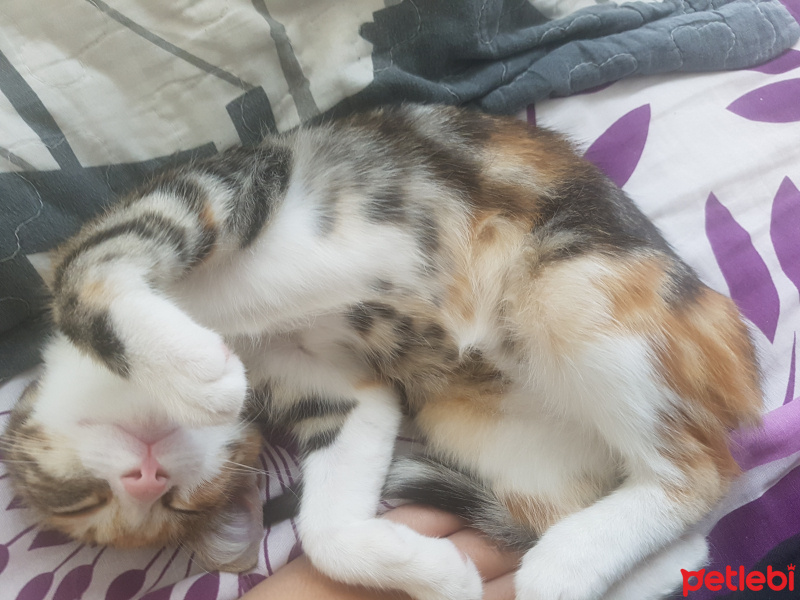 Tekir Kedi, Kedi  nazlı fotoğrafı