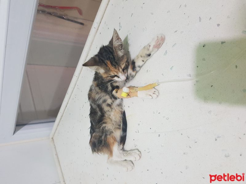 Tekir Kedi, Kedi  nazlı fotoğrafı