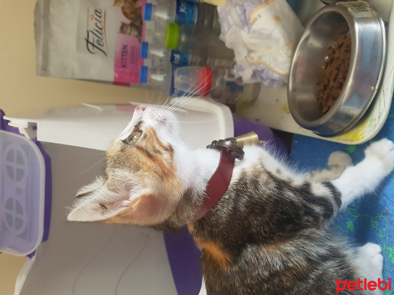 Tekir Kedi, Kedi  nazlı fotoğrafı