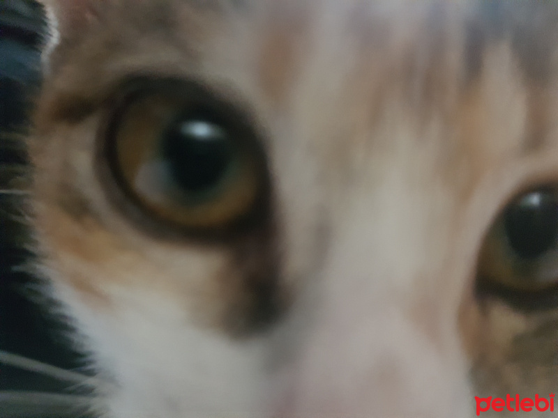 Tekir Kedi, Kedi  nazlı fotoğrafı