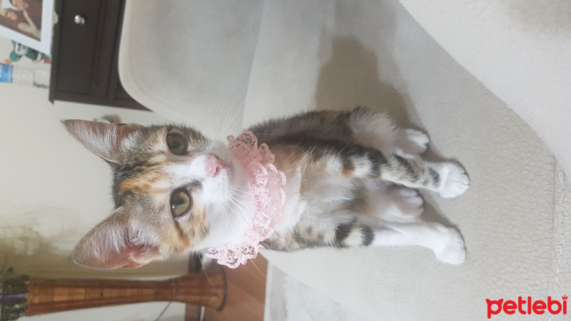 Tekir Kedi, Kedi  nazlı fotoğrafı