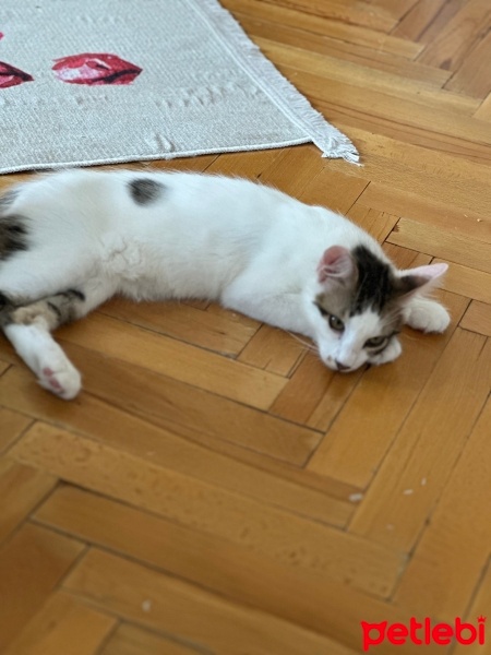 Tekir Kedi, Kedi  Kral fotoğrafı
