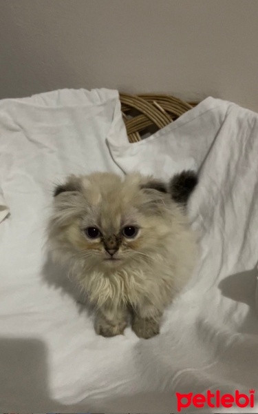 British Longhair, Kedi  kokoş fotoğrafı