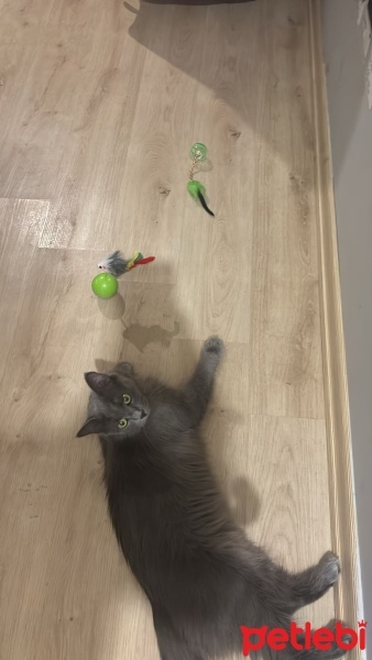 Nebelung, Kedi  London fotoğrafı