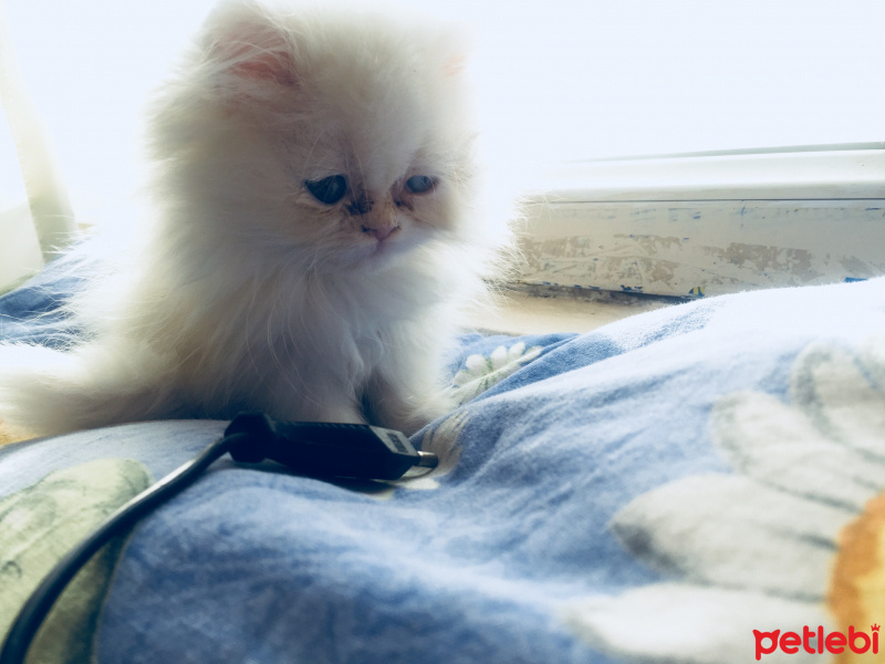 Chinchilla, Kedi  Mira fotoğrafı