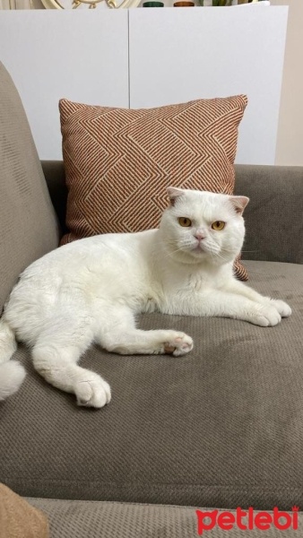 Scottish Fold, Kedi  Sütlaç fotoğrafı