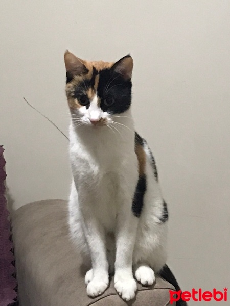 Tekir Kedi, Kedi  mia fotoğrafı