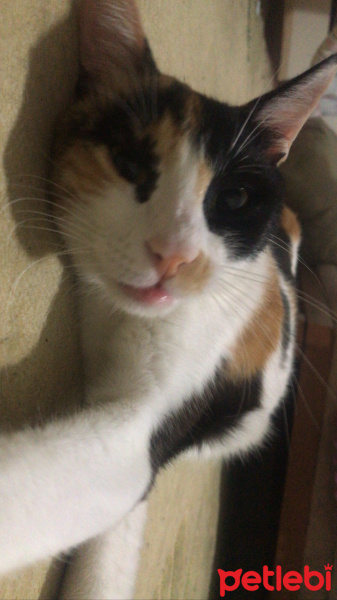 Tekir Kedi, Kedi  mia fotoğrafı