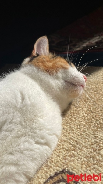 Tekir Kedi, Kedi  mia fotoğrafı