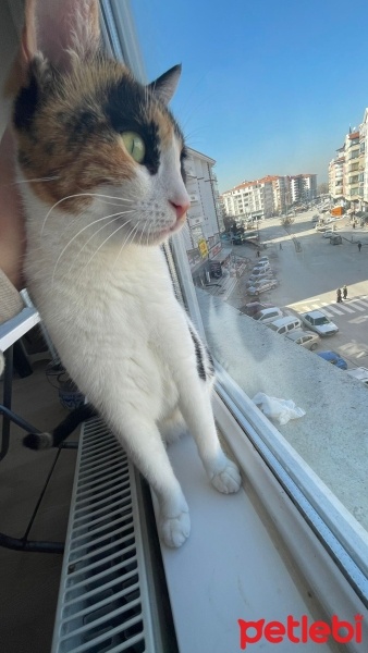 Tekir Kedi, Kedi  mia fotoğrafı