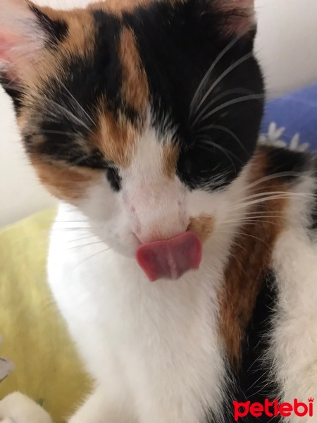 Tekir Kedi, Kedi  mia fotoğrafı
