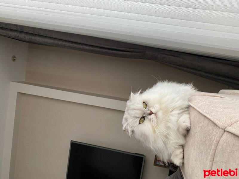 Scottish Fold, Kedi  Venüs fotoğrafı