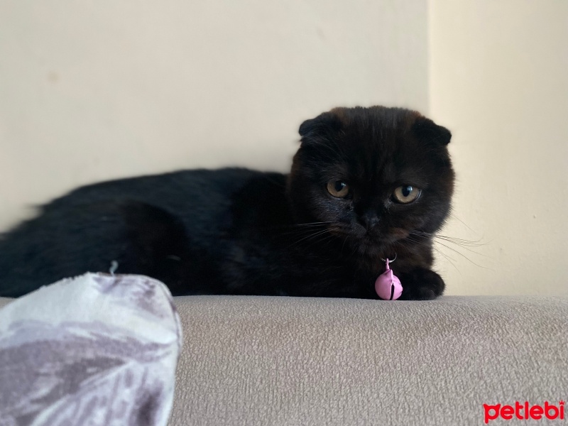 Scottish Fold, Kedi  Jülide fotoğrafı