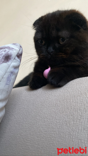 Scottish Fold, Kedi  Jülide fotoğrafı
