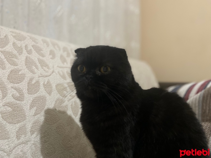 Scottish Fold, Kedi  Jülide fotoğrafı