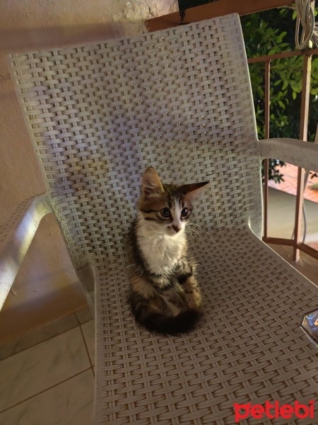 Tekir Kedi, Kedi  Pofidik fotoğrafı