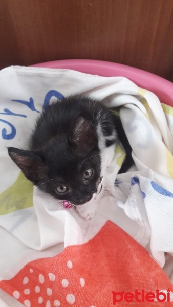 Tekir Kedi, Kedi  Gece fotoğrafı