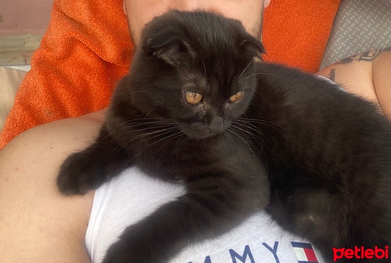 Scottish Fold, Kedi  Gece fotoğrafı