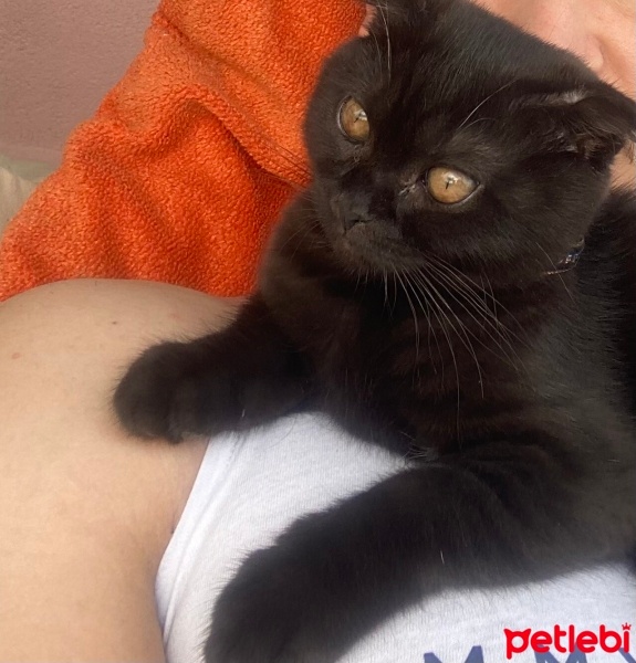 Scottish Fold, Kedi  Gece fotoğrafı
