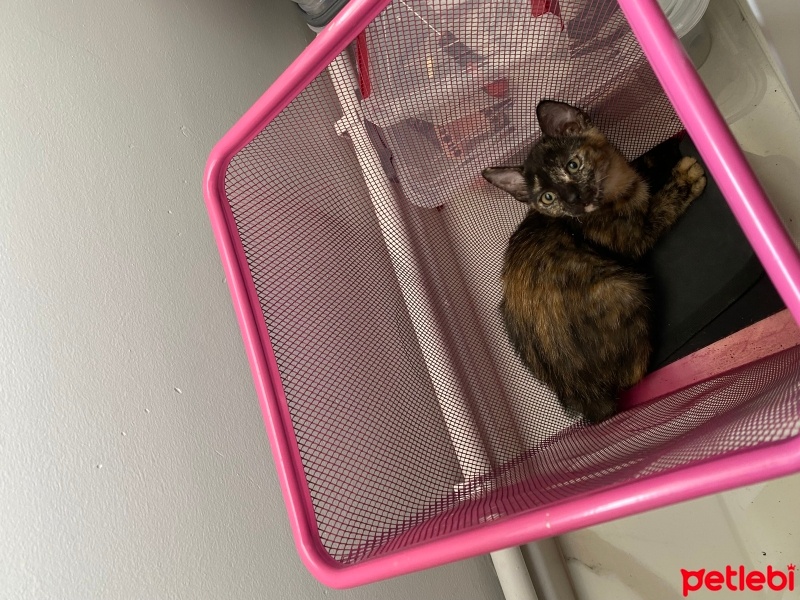 Tekir Kedi, Kedi  Kahve/ Bihter fotoğrafı