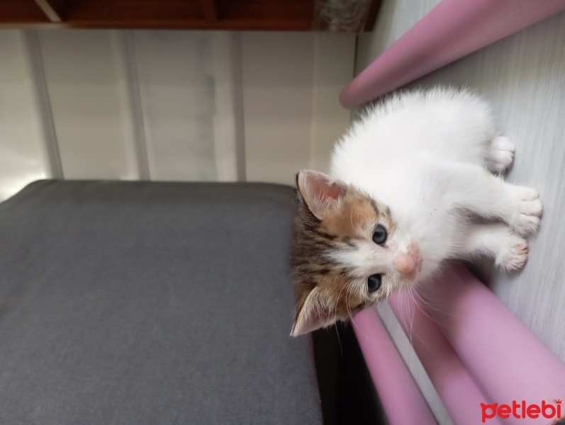Tekir Kedi, Kedi  Zeynep fotoğrafı
