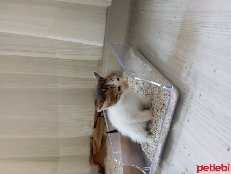 Tekir Kedi, Kedi  Zeynep fotoğrafı