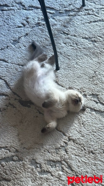 Scottish Fold, Kedi  Mii fotoğrafı
