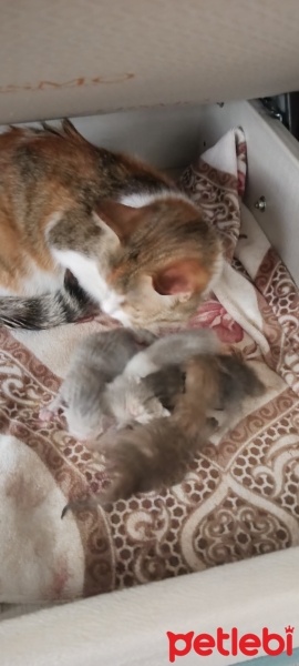 Tekir Kedi, Kedi  Deli fotoğrafı