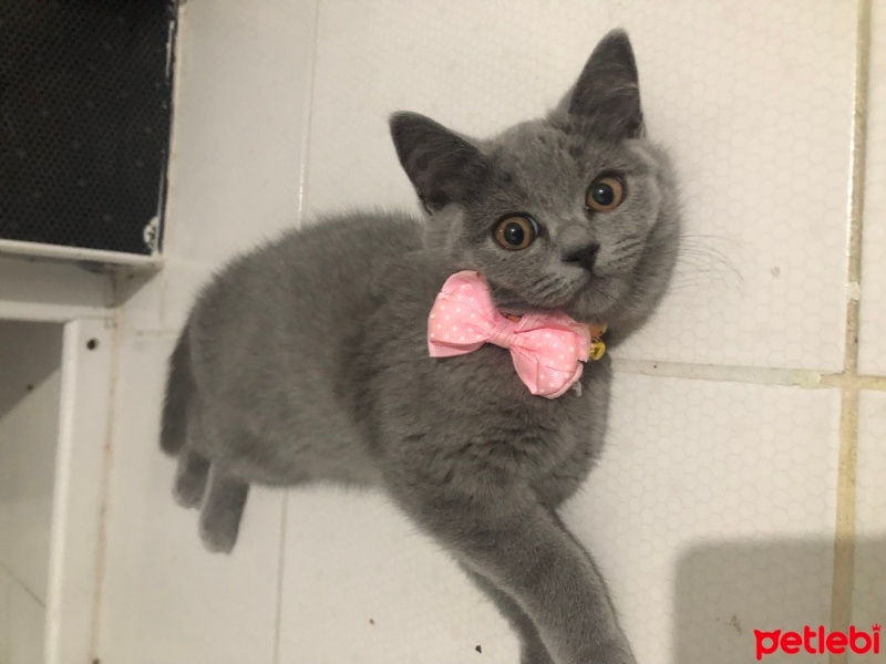 British Shorthair, Kedi  Griland fotoğrafı