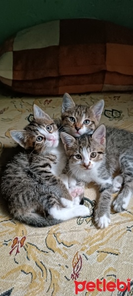 Tekir Kedi, Kedi  Leydi fotoğrafı