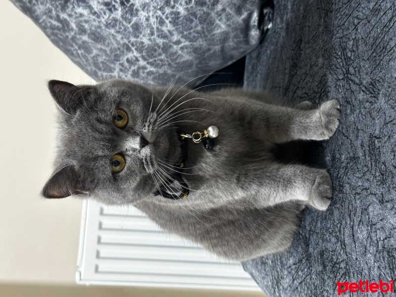 Scottish Fold, Kedi  Misha fotoğrafı