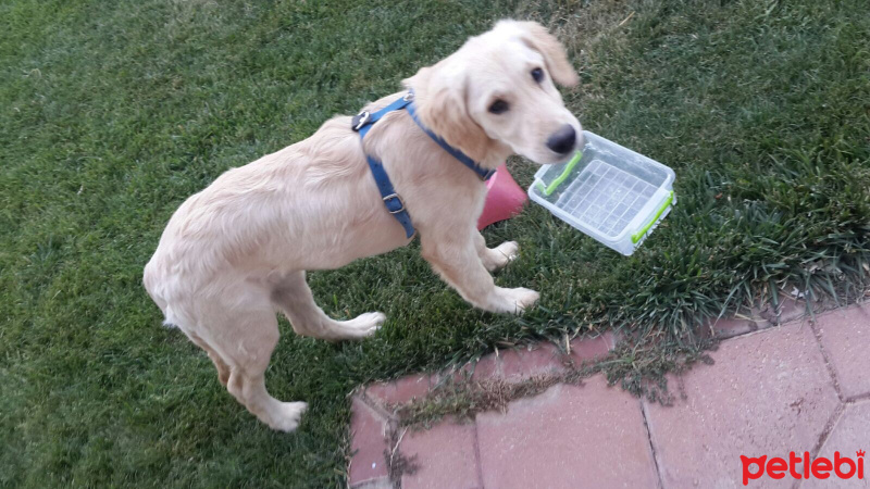 Golden Retriever, Köpek  YUMAK fotoğrafı