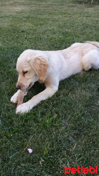 Golden Retriever, Köpek  YUMAK fotoğrafı